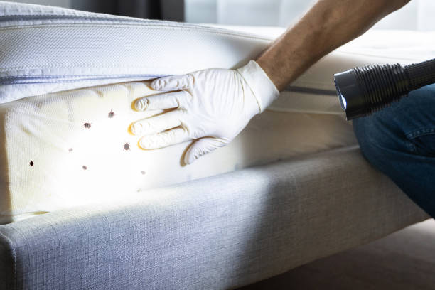 Best Residential Pest Control  in Dinuba, CA
